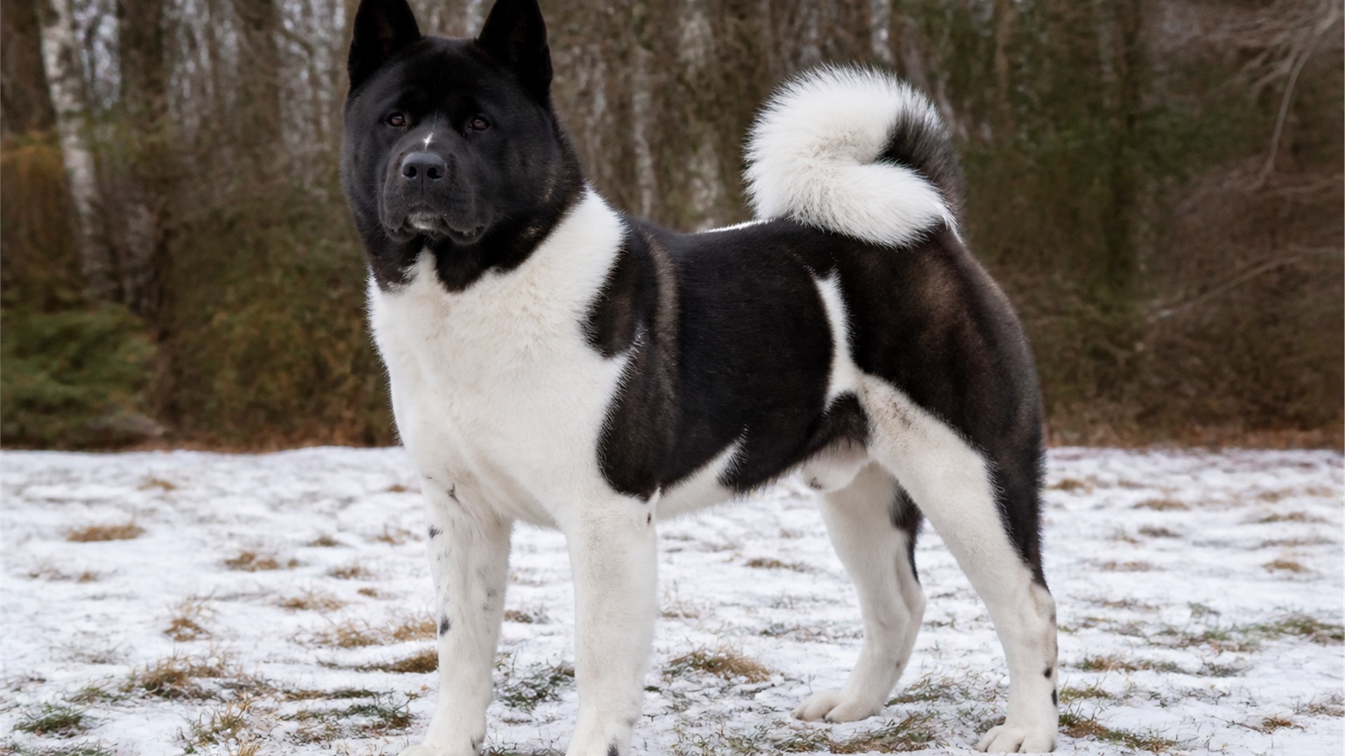 American Akita with a broad head and dense double coat standing outside