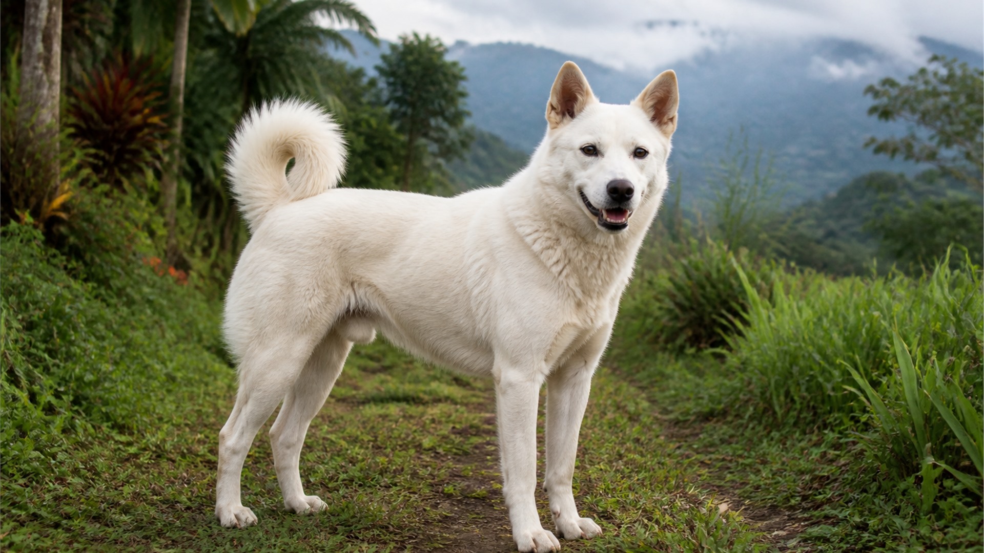 Kintamani-Bali Dog with a spitz tail standing in a warm outdoor setting
