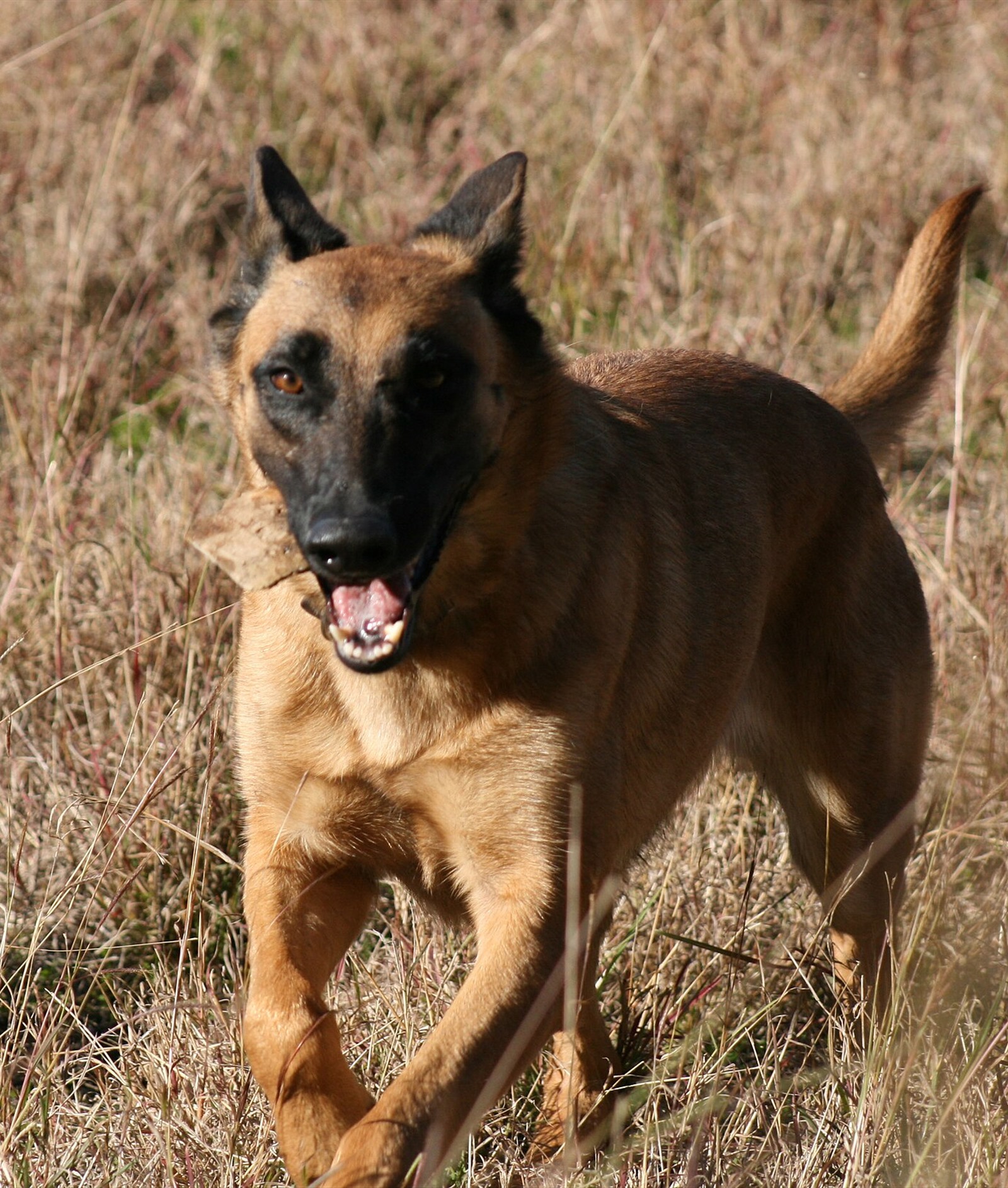 Belgian Malinois Breed Guide: Temperament, Training, Care and Owner Fit