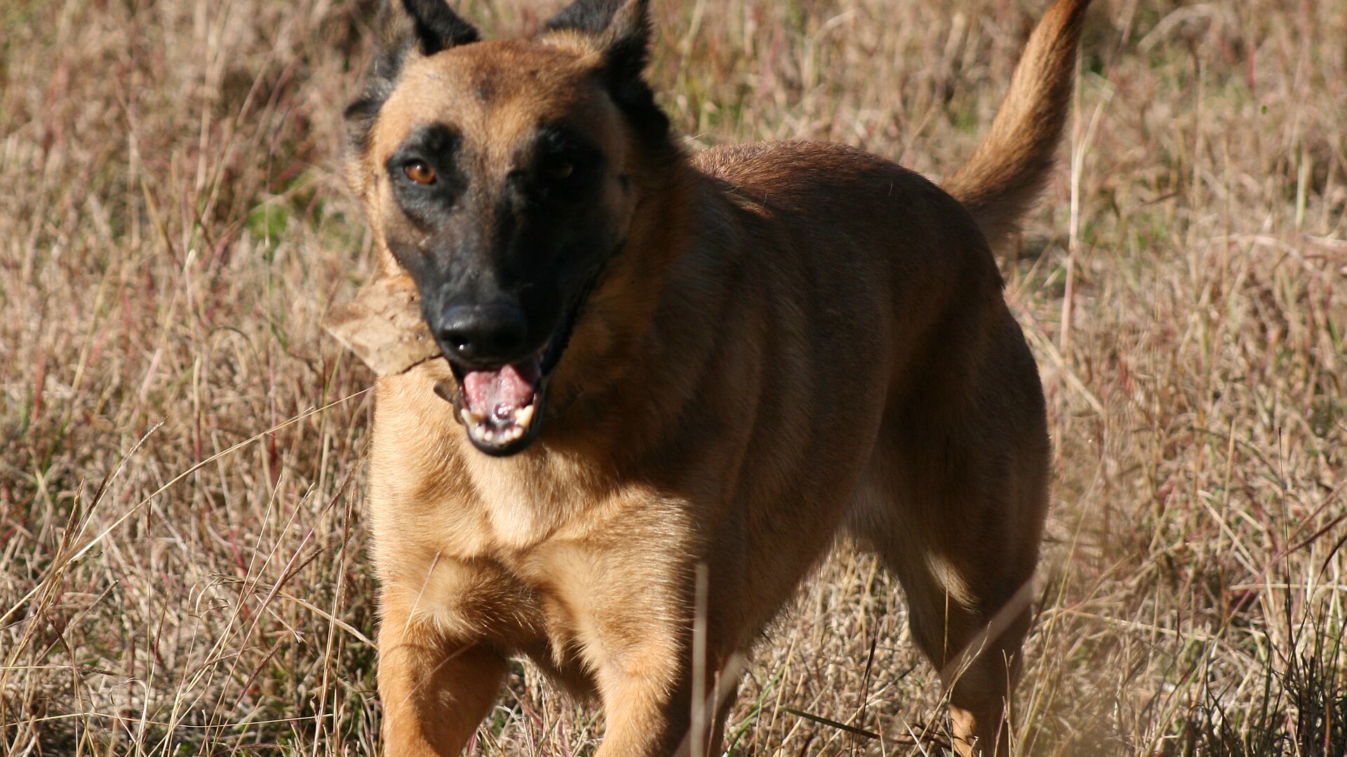 Adult Belgian Malinois standing alert with a fawn coat, black mask, and athletic working-dog build