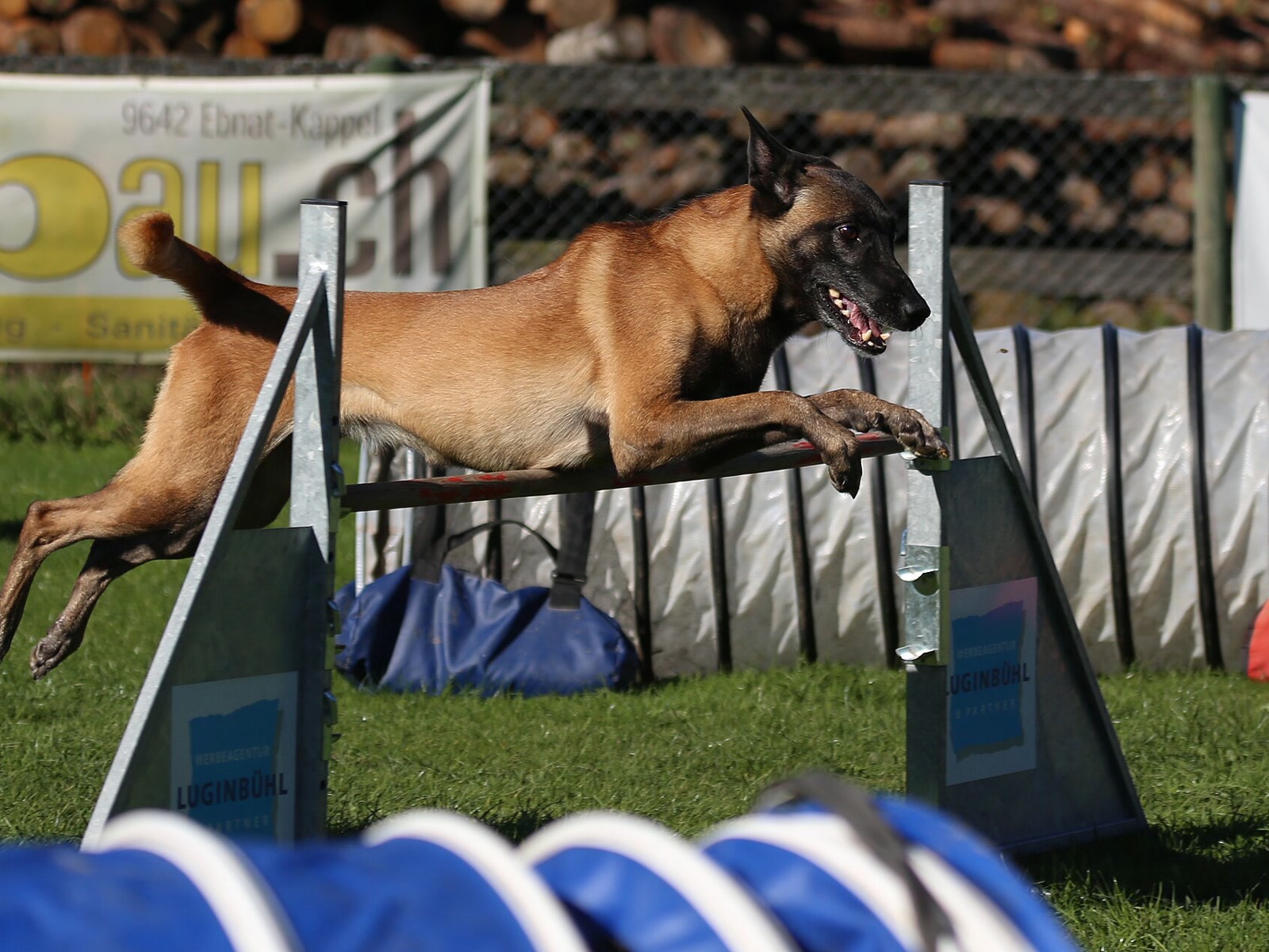 Belgian Malinois fully extended while clearing an agility jump