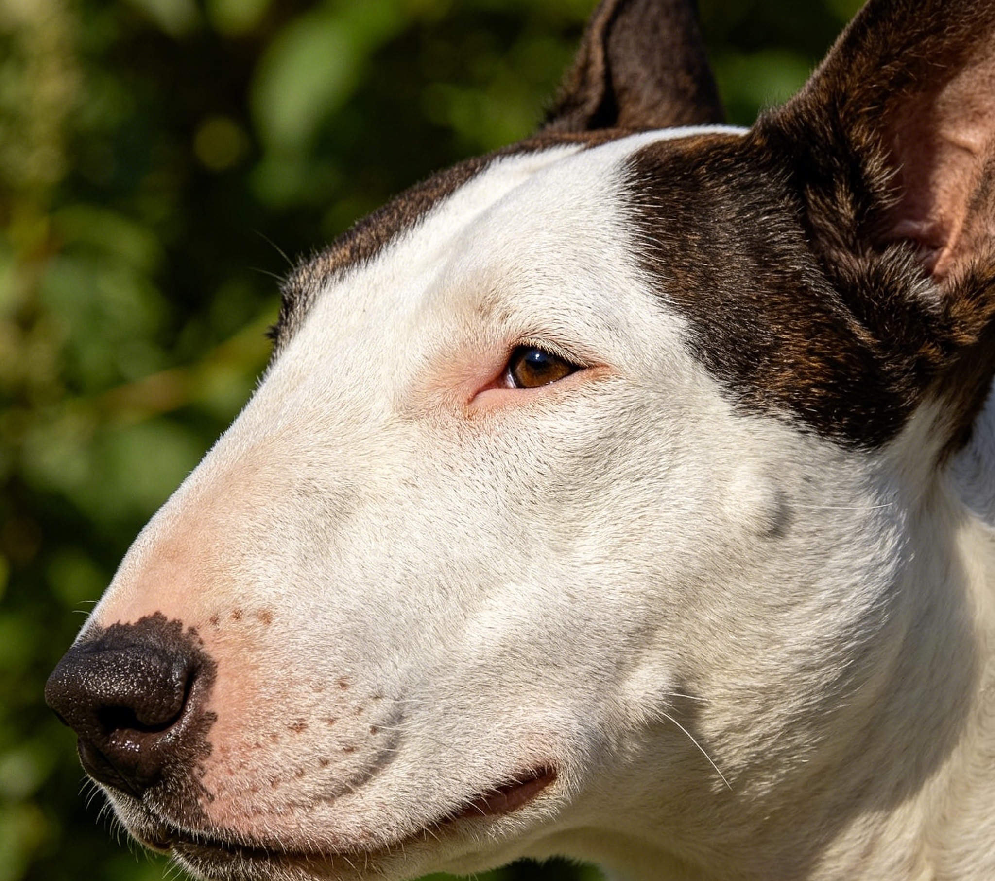 Adult Bull Terrier with its distinctive egg-shaped head and muscular build, looking at the camera