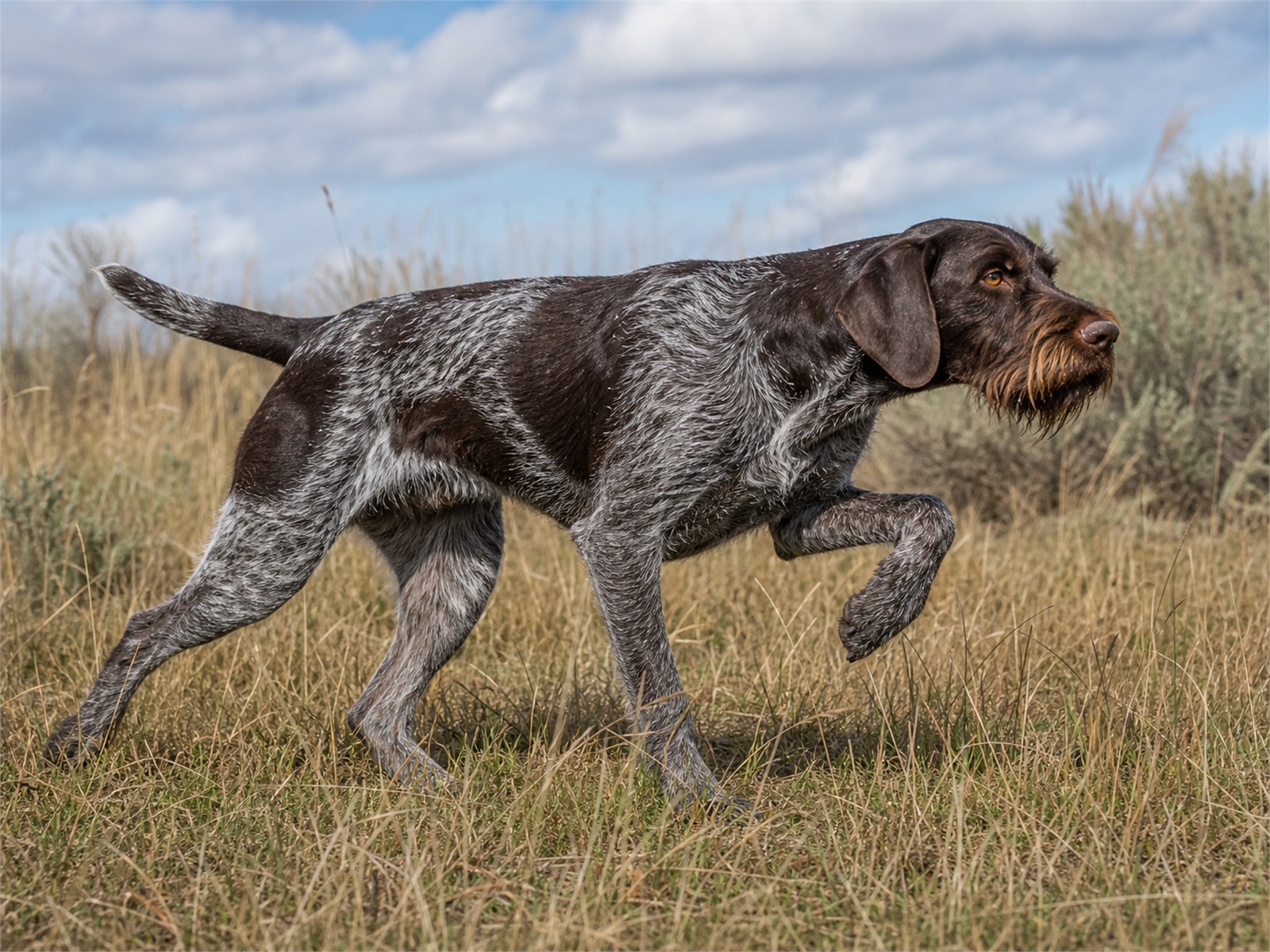 German Wirehaired Pointer running across rough grassland with a focused hunting-dog expression