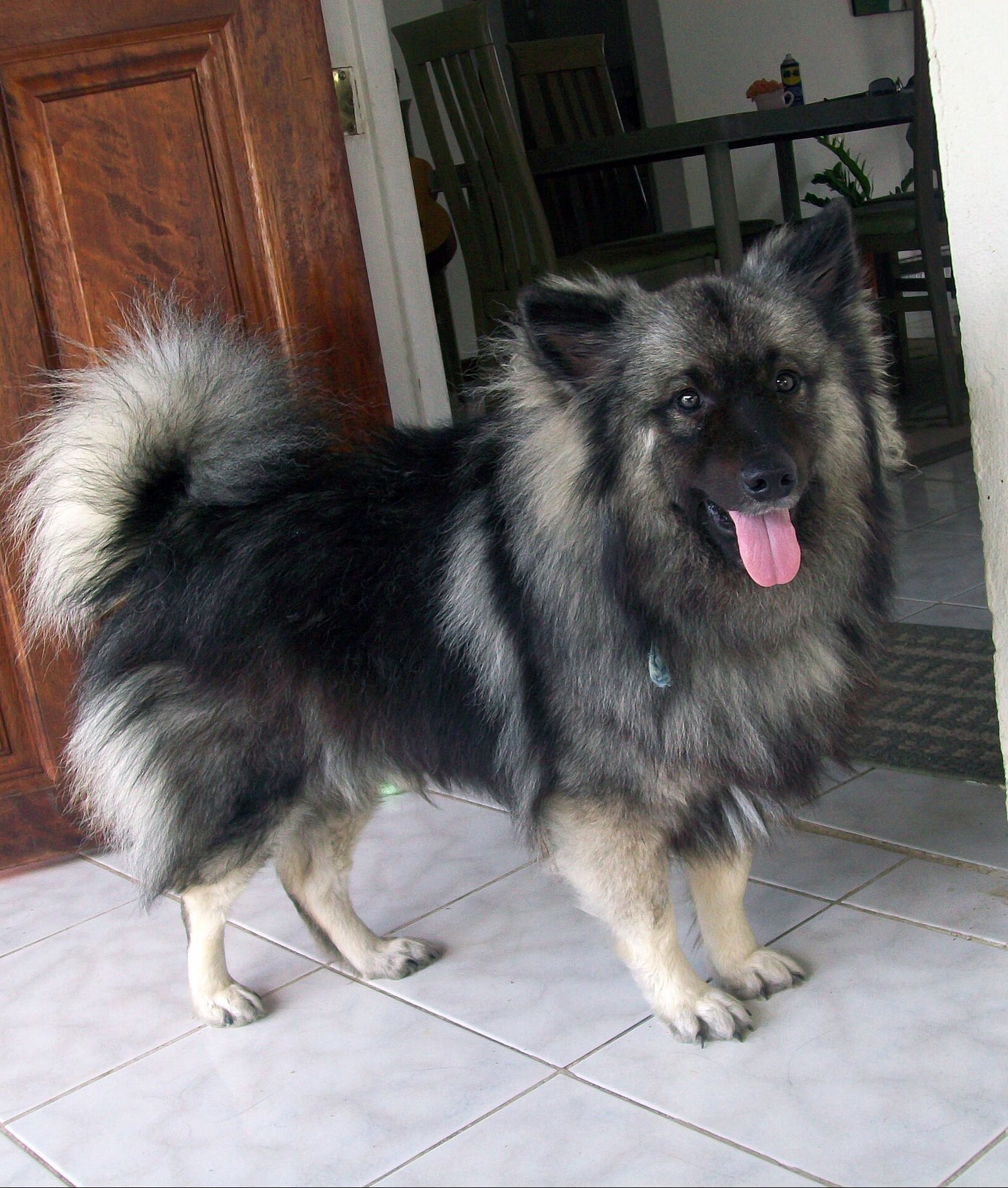 Keeshond Breed Guide: Temperament, Grooming, Care and Family Fit