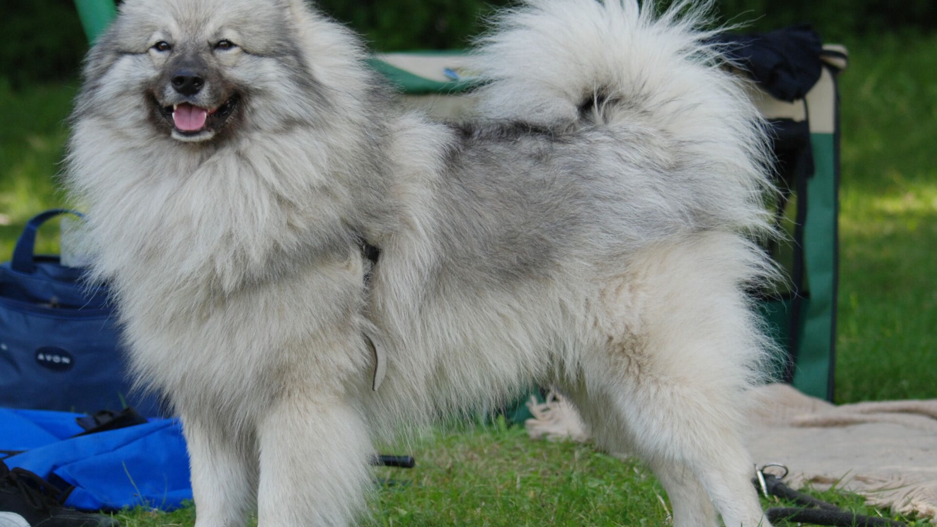 Adult Keeshond standing with a silver-gray plush coat, curled tail, and bright foxlike expression