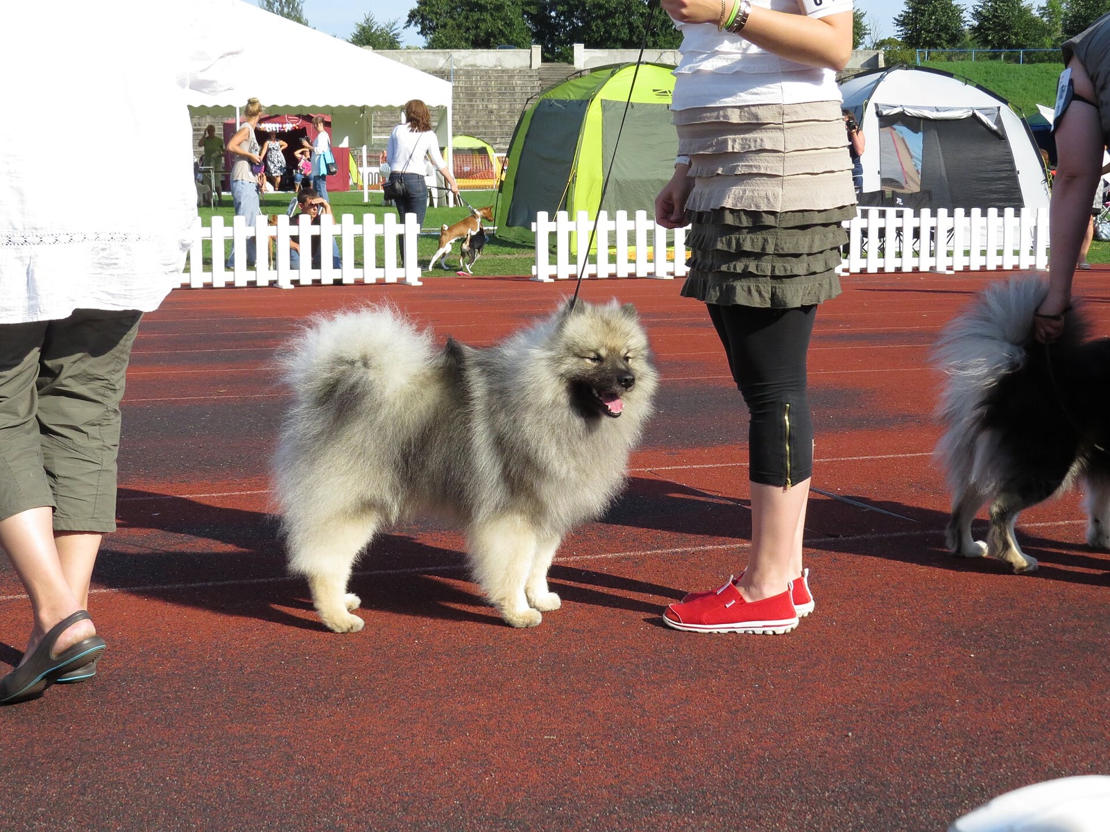 Keeshond standing beside its handler at an outdoor dog show