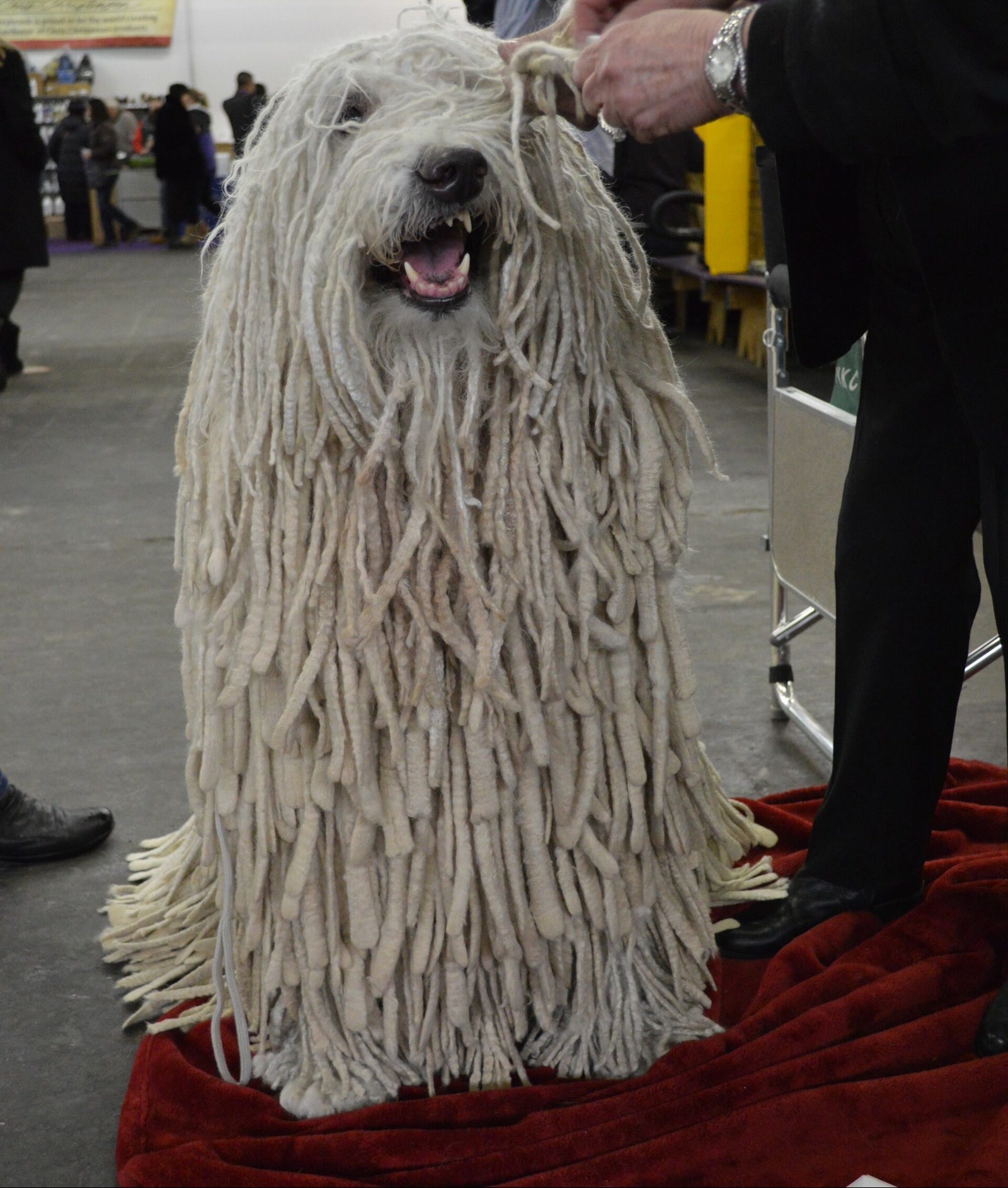 Komondor Breed Guide: Corded Livestock Guardian Temperament and Care