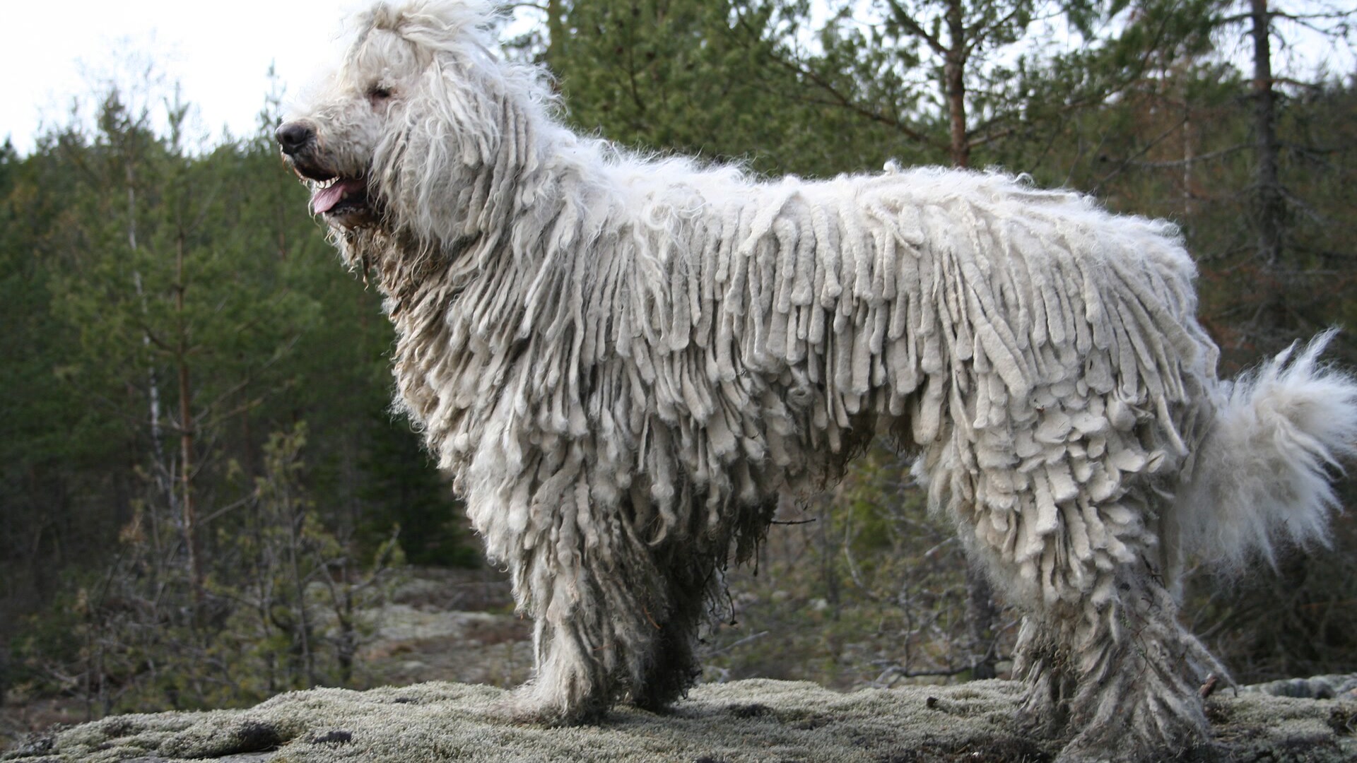 Adult Komondor standing outdoors with a white corded coat and calm livestock guardian posture