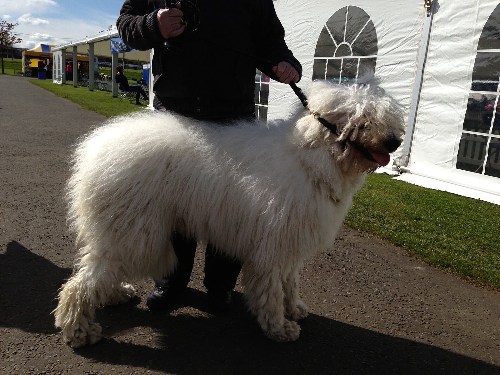 Adult Komondor standing beside its handler with the full white coat visible