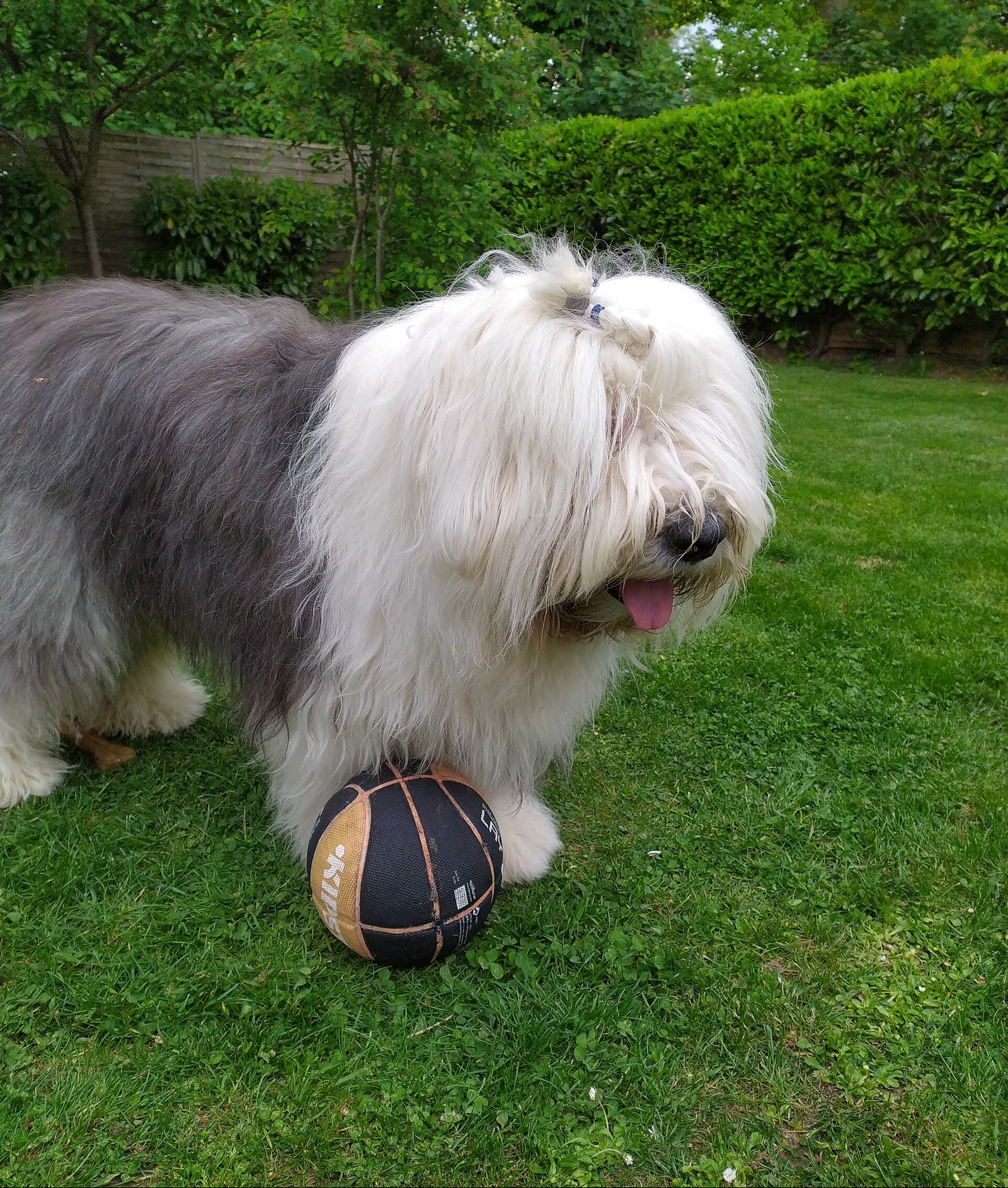 Old English Sheepdog Breed Guide: Temperament, Grooming, Care and Family Fit