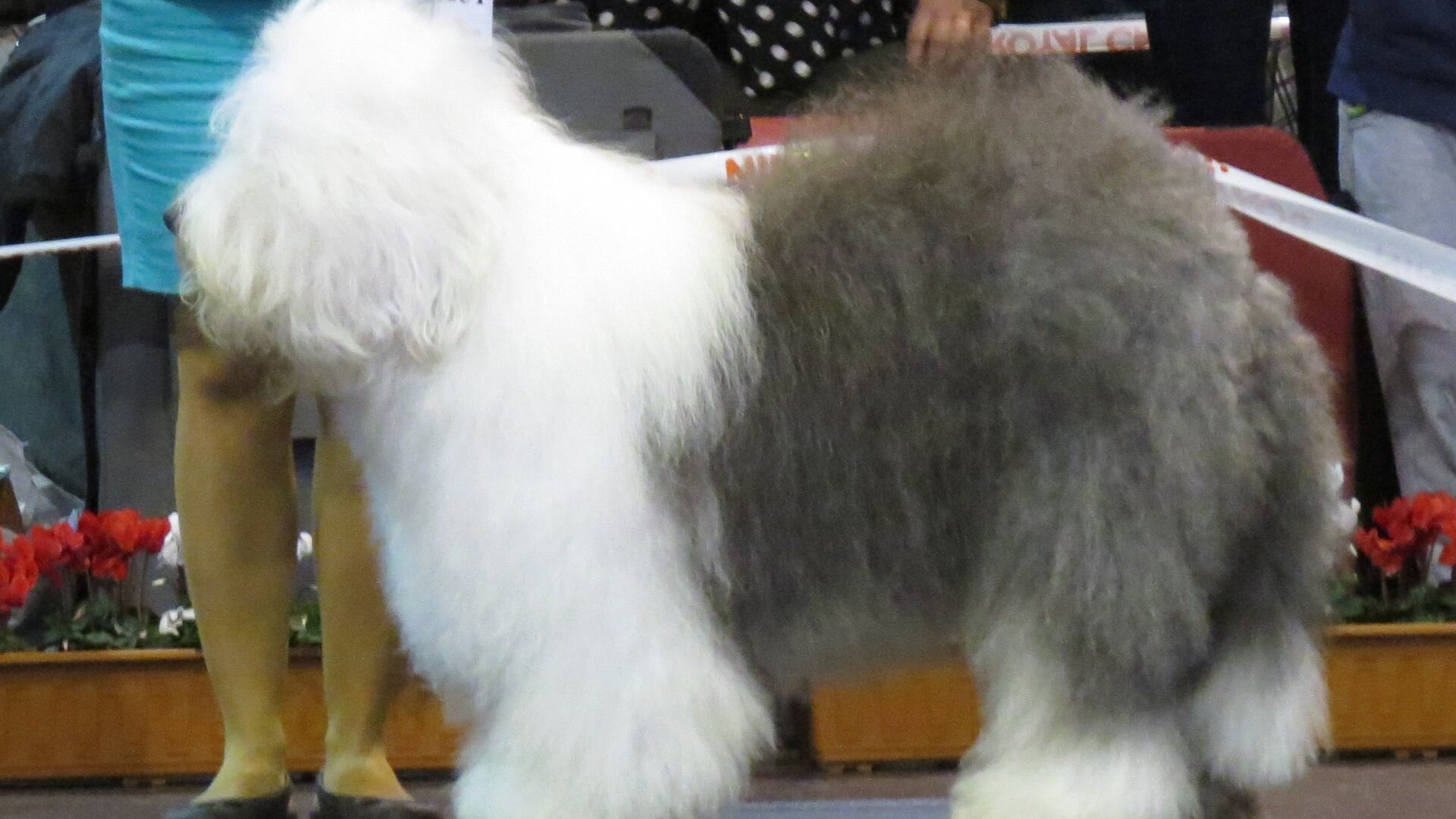 Adult Old English Sheepdog standing with a shaggy gray and white coat and gentle expression