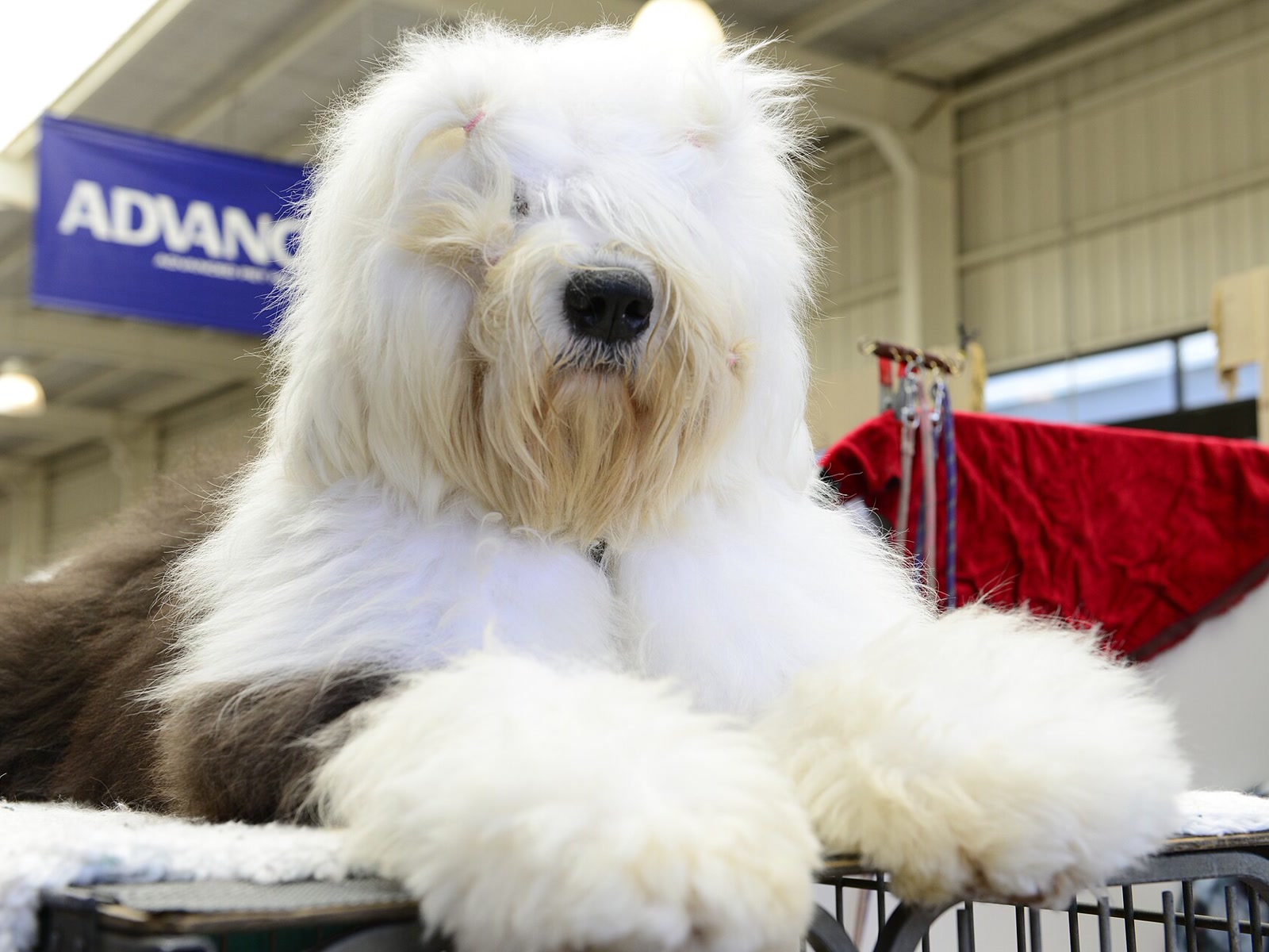 Old English Sheepdog looking over a grooming table with its shaggy face and forelegs visible