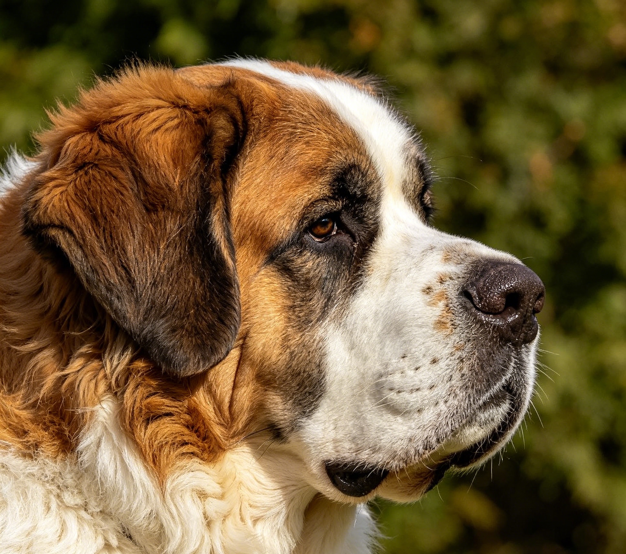 Adult Saint Bernard sitting calmly outdoors, showing the broad head, soulful expression, and dense red-and-white coat