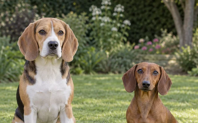 Beagle vs Dachshund: Which Hound Fits Your Home?