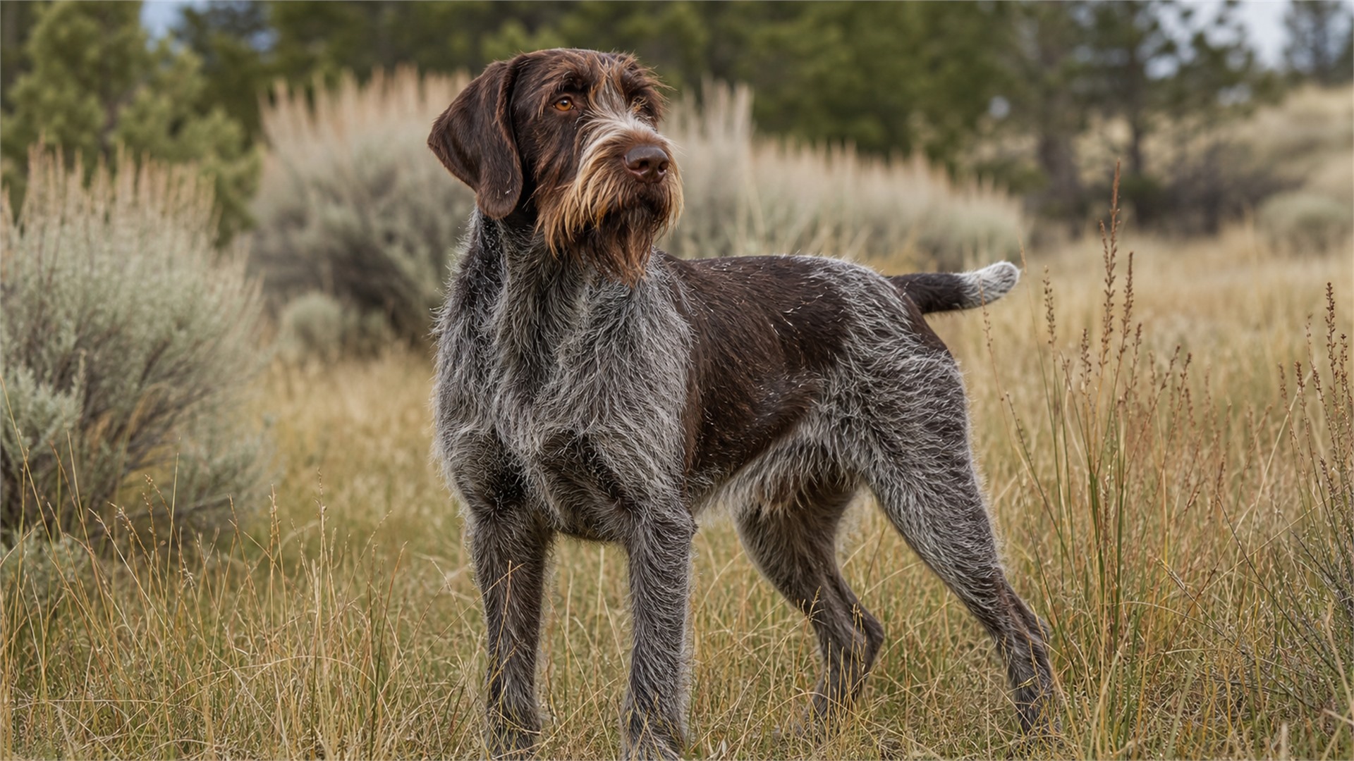 Adult Wirehaired Pointing Griffon with harsh coat, beard, and eyebrows standing in a field