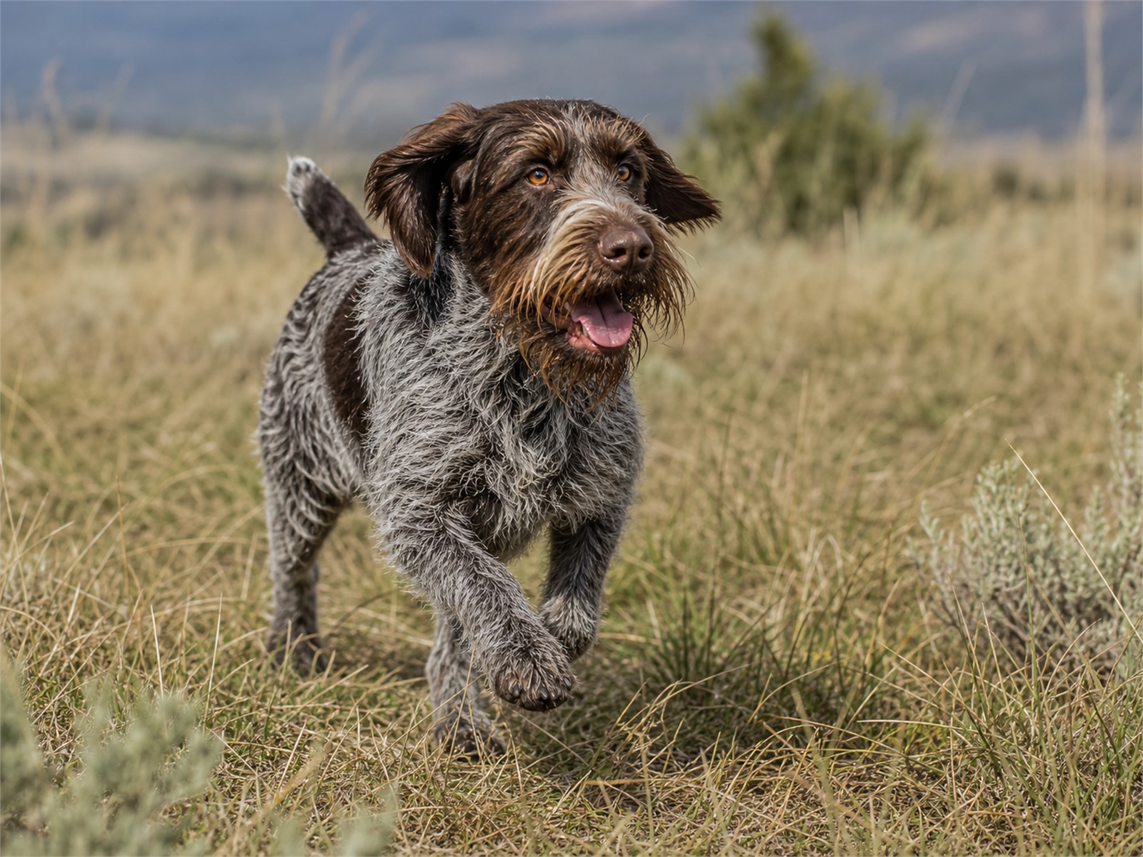 Wirehaired Pointing Griffon running through a field with its weatherproof coat